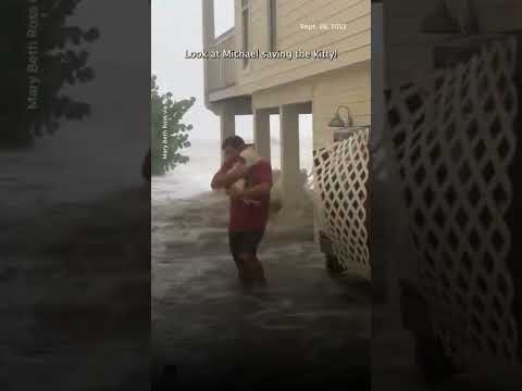 Cat gets rescued from Hurricane Ian floodwaters USA TODAY Shorts