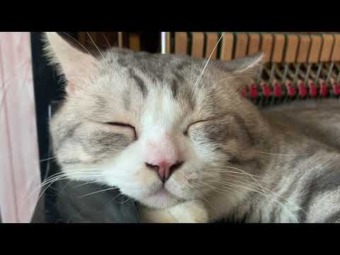 Bigcat | OST Bigfish and Begonia