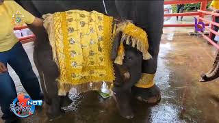 พระราชทานชื่อช้างแฝดอยุธยา NBT ทั่วไทย วันที่ 9 ตุลาคม 2567 #NBT2HD