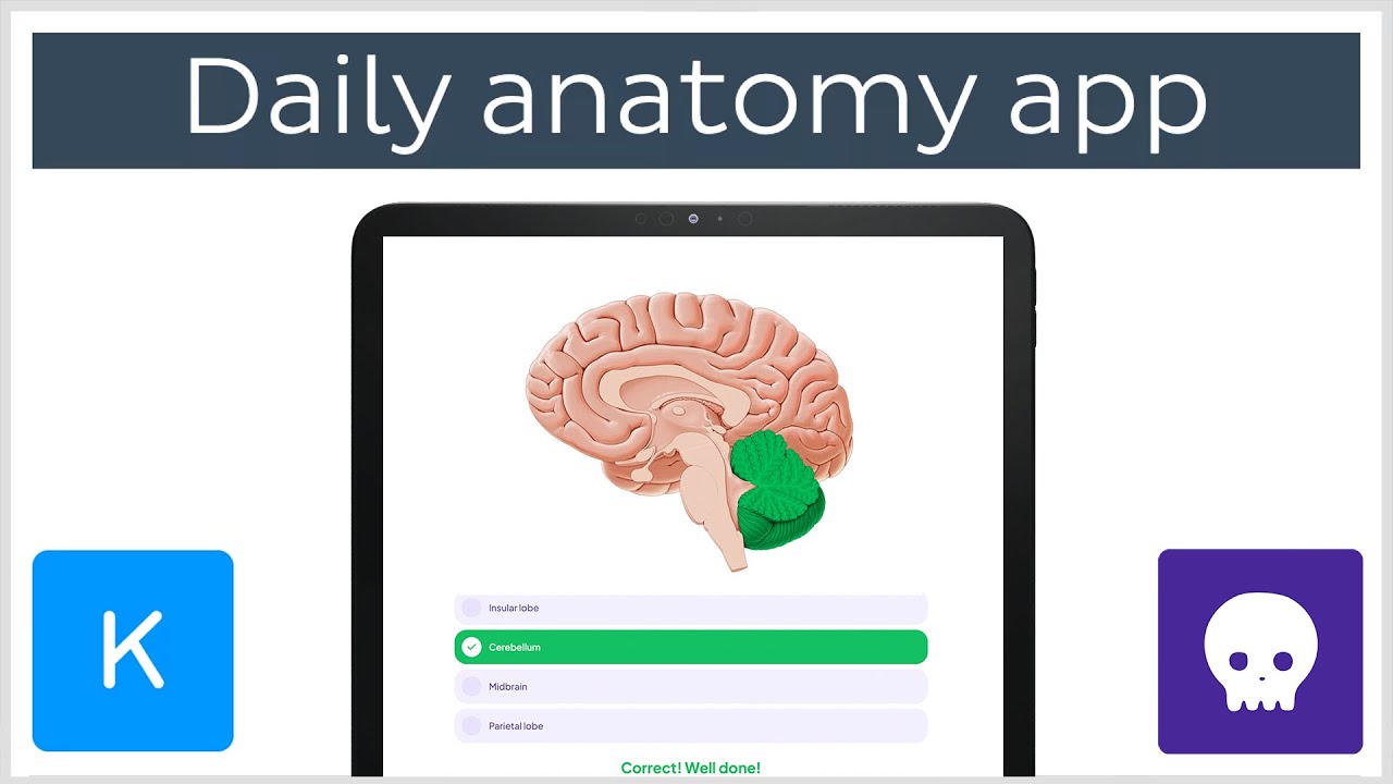 Learning anatomy with flashcards app: Daily Anatomy | Kenhub