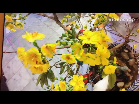 Angel San Diego cali. Tết Tết đến rồi Hoa mai nở rộ đẹp mê lắm bánh tét nem chua kẹo đậu phộng mời