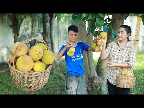 Santol fruit Season: Harvest a basket of Santol in my homeland | Santol fruit salad and marinating