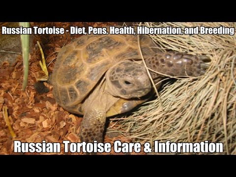Russian Tortoise - Their Diet, Pens, Health, Hibernation, and Breeding