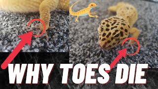 This Is Why Leopard Geckos Lose Toes!