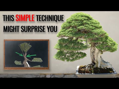 SIMPLE bonsai technique to develop a mature bonsai apex