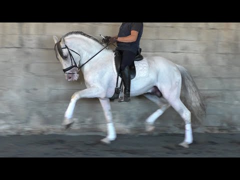 **SOLD** Advanced Andalusian PRE Stallion 2014 - 1,61 cm (#MP753)