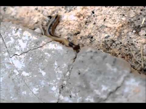 Hammerhead Slug (Bipalium kewense) Video