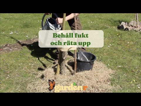 Behåll fukt och räta upp trädet - Trädgårdshacks med GardenR