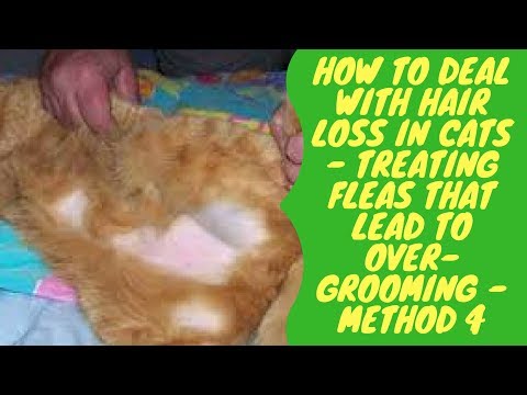 How to Deal with Hair Loss in Cats - Treating Fleas that Lead to Over Grooming - Method 4