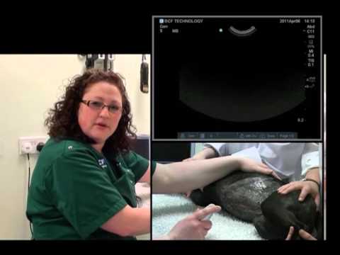 Small animal abdominal ultrasound video 8 HD - Ultrasound exam of the abdominal GI tract