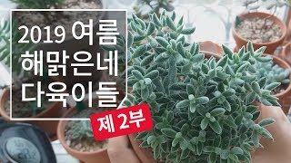 해맑은네 다육이들 근황 -제 2부- succulent 187화 #해맑은TV
