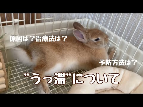 ウサギの耳の病気 ウサギの耳の病気