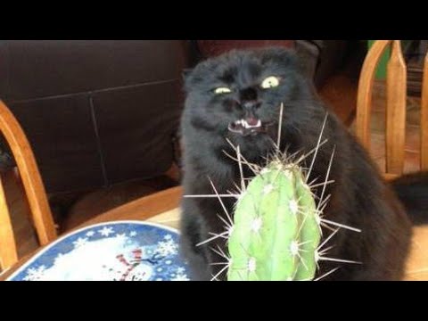 Funny BLACK cat video compilation  -  It's HARD to Hold your LAUGH