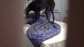 Greyhound making the bed