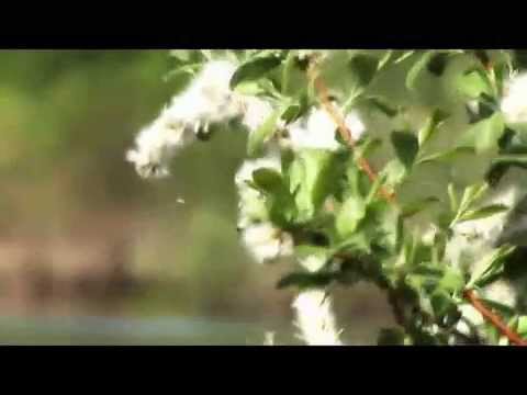 Россия - мой дом. Витас. Клип