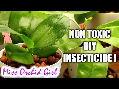download lagu mp3 mp4 How To Get Rid Of Spider Mites On Orchids, download lagu How To Get Rid Of Spider Mites On Orchids gratis, unduh video klip How To Get Rid Of Spider Mites On Orchids
