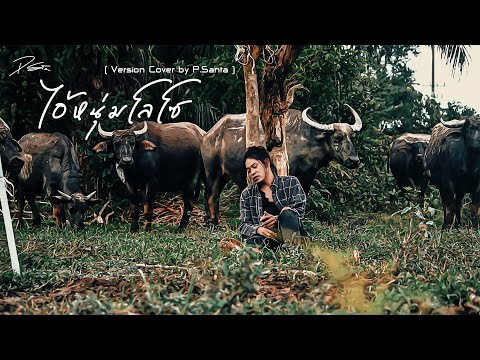 ไอ้หนุ่มโลโซ - P.Santa (Version Cover ) Original : เชิด ร็อคแสลง