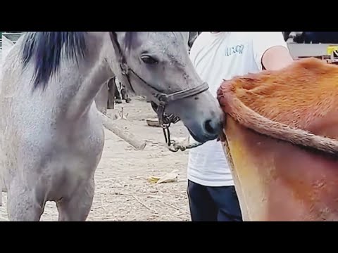 Horse Mating With A Cow