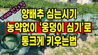 양배추심는시기 농약없이 웅덩이 심기로 통크게 키우는법(재배 전과정)