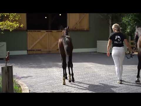 Panamera Diamond ML (Pegase van't Ruytershof x Caretano)