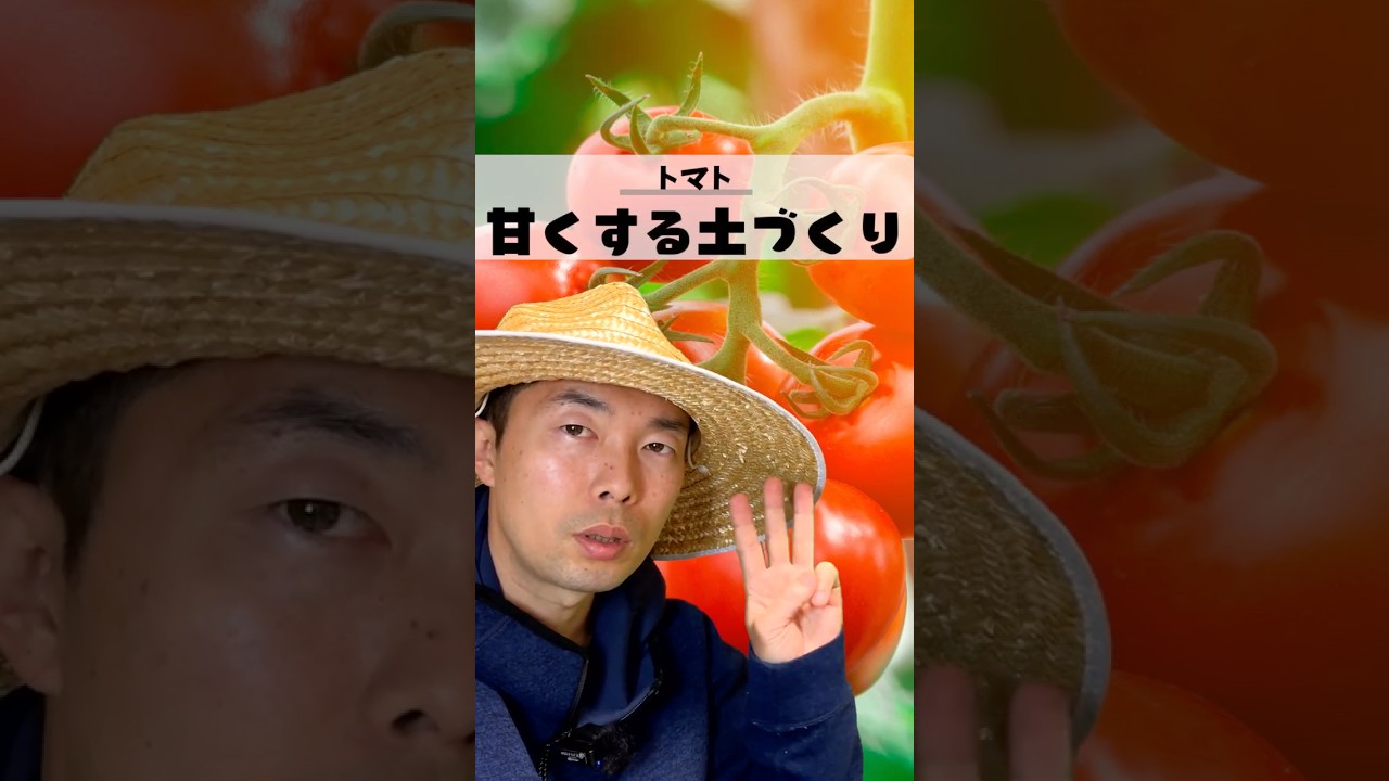 トマトを甘く育てる土づくり！