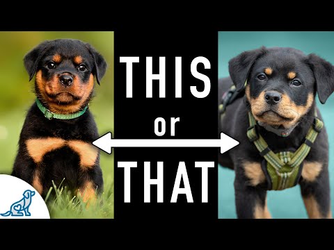 28 Puppy Training Tips In 8 Minutes - YouTube