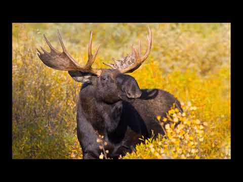 Moose Country [Expanded] - Dan Gibson's Solitudes Compilation