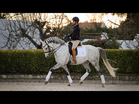 Horse For Sale I Amateur friendly piro free Lusitano gelding - located in USA (REF#503)