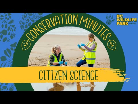 Citizen Science: スマートフォンで昆虫を狩る