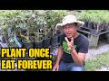 This Nursery Has The Rarest Edible Plants I Ve Ever Seen