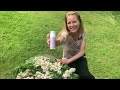 Antioxidanter Fra Hestekastanje I Mellisa Multivitamin Cream