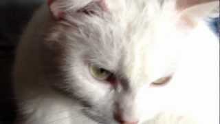 preview picture of video 'Siamese & Persian Crossbreed, my white kitten ;) HD 3D'