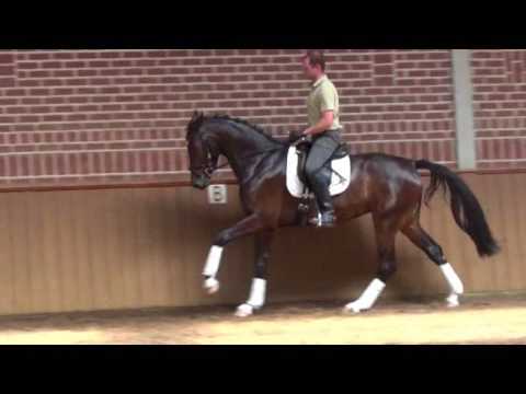 "Farina" 5y.Westfalian mare,v.Franziskus - mv.Show Star