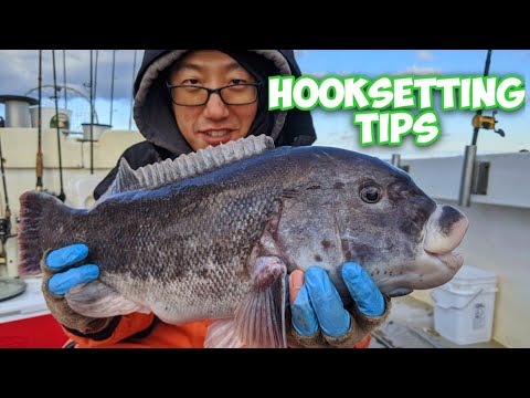 Blackfish (Tautog) Jigging When to Swing? Secrets Revealed!