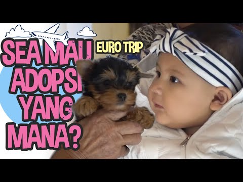 EURO TRIP : JADI PENGEN NAMBAH PITBULL!
