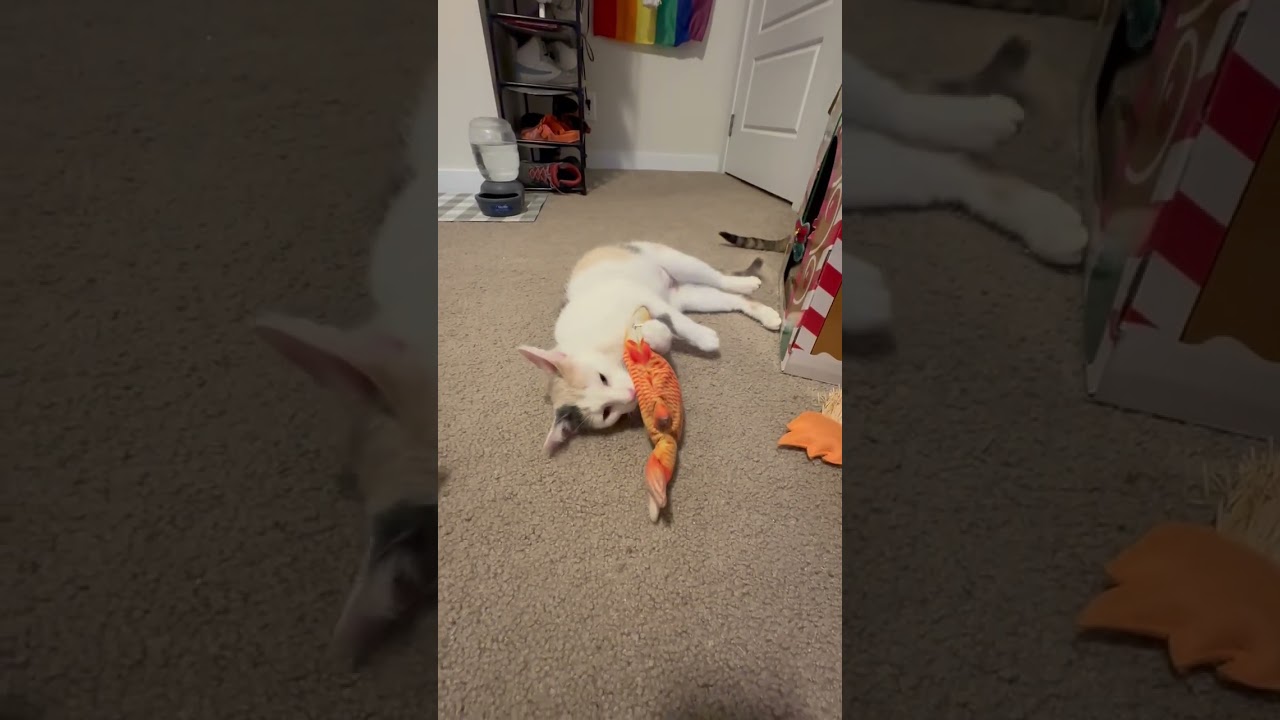 Gigi, a Adoptable Domestic Short Hair in Traverse City, MI video 4/4