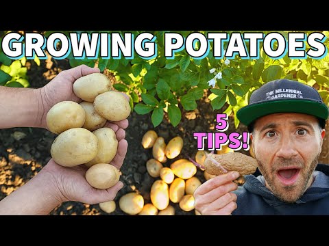 , title : 'These 5 SIMPLE Tips Will GUARANTEE You More Potatoes!'