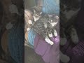 2 Headed Buffalo On Sesame Street The Purple One Cats