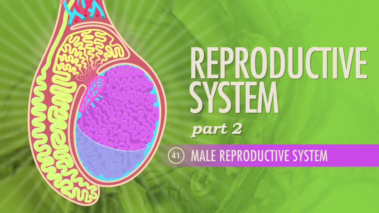 <h1 class=title>Reproductive System, Part 2 - Male Reproductive System: Crash Course Anatomy & Physiology #41</h1>