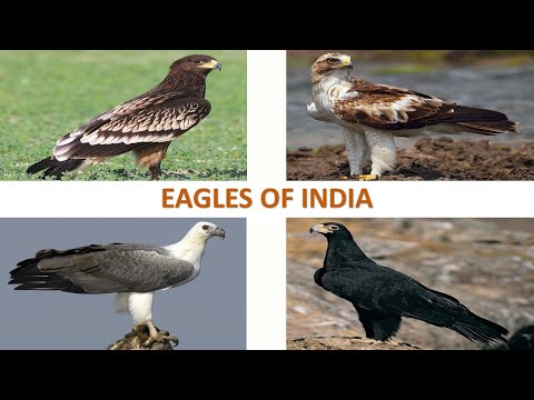 , title : 'Eagles of India 🦅 🇮🇳 | Raptors | Indian Birds'