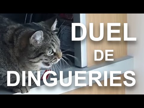 DUEL DE DINGUERIES 2