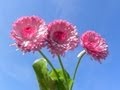Музыка весны - Music of Spring 