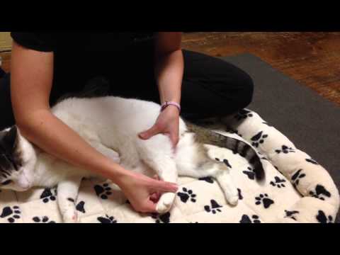 Feline Hind Limb PROM