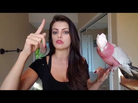 What To Do If Your Parrot Flies Away 🐤 | PARRONT TIP TUESDAY