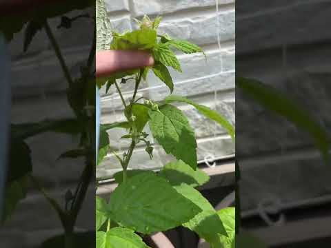 ラズベリーの茂みをトレリスする方法は？ベリーの成長にはサポートが不可欠ですか?ビデオ  庭園