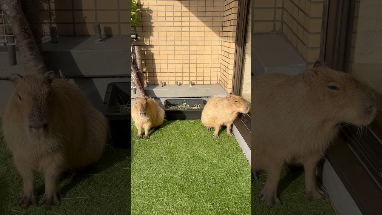 We are protecting the food! 🍴 #capybara #capybaracafe #cappiness   #shinjuku #animalcafe