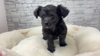 ハーフ犬の動画01