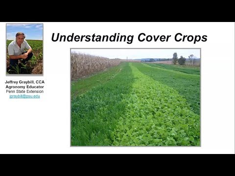 Understanding Cover Crops