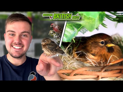 Finches GALORE! | Breeding British Birds S4:Ep12
