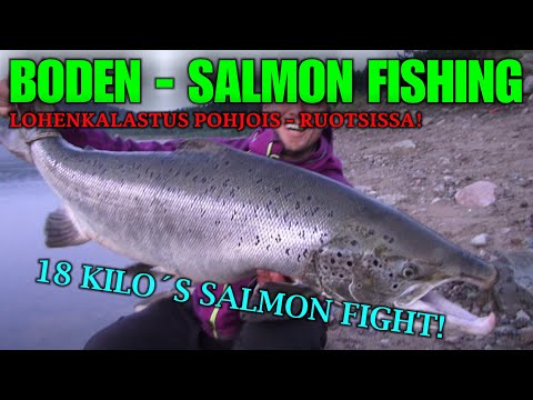 Boden Lohi 18 kg - Spinfluga Lax Från Boden ( Punttikalastus - Tube Fly Fishing - Spinfluga )